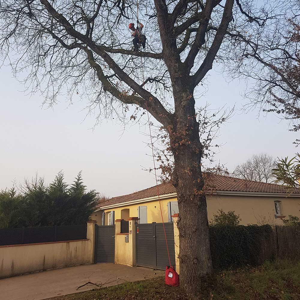 arbolibre-elagage-herault-maison-particuliers